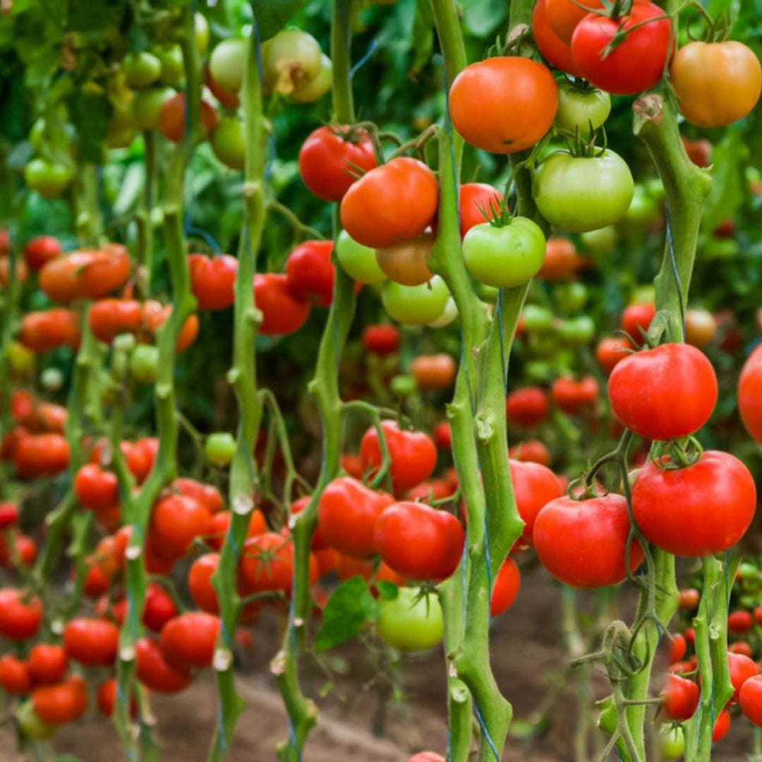 F1 Hybrid Bail Tomato 15 Seeds