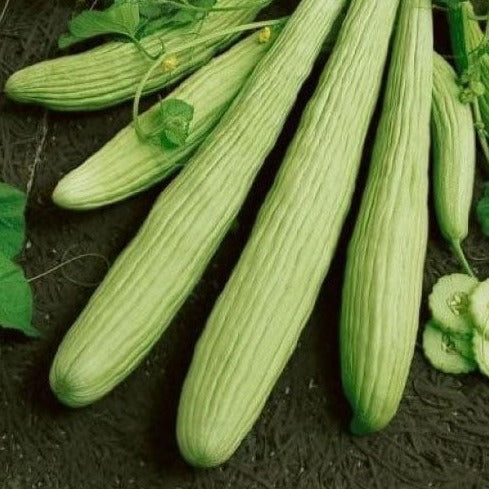 Imported American Cucumber (Tar) 20+ Seeds