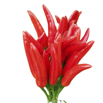 F1 Hybrid Skyline Chili 25 Seeds