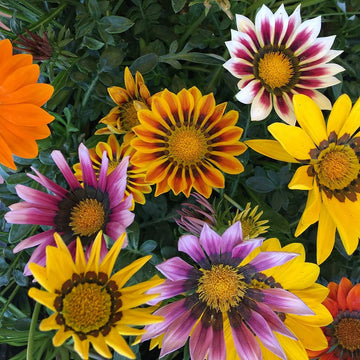 Gazania Kiss Mix Seeds (10+ Seeds) - Premium Flower Seeds