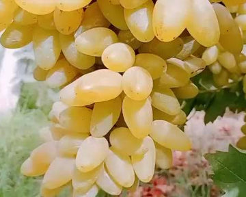 Sultania-C Grapes Plant (Seedless) – Premium Live Vine