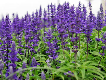 Salvia HZ: Sage Seeds (150+ Seeds) - Premium Flower & Herb Seeds