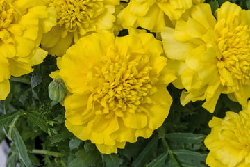 Marigold Super Hero Deep Yellow Seeds (16+ Seeds) - Premium Flower Seeds