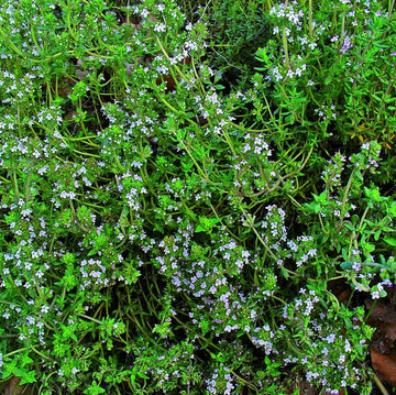 Winter Thyme HZ Seeds (300+ Seeds) - Premium Herb Seeds