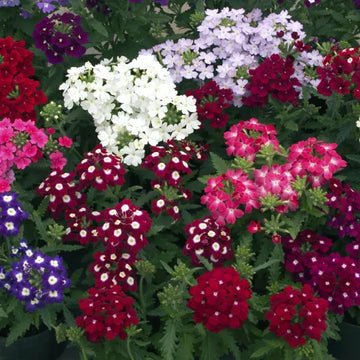 Verbena Obsession Mix Seeds (7+ Seeds) - Premium Flower Seeds