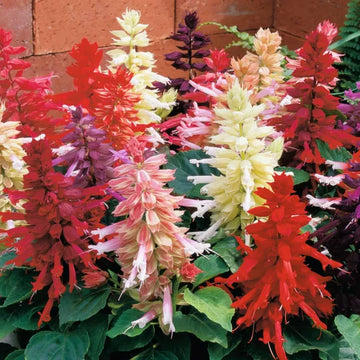 Salvia Salsa Mix Seeds (9+ Seeds) - Premium Flower Seeds