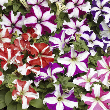Petunia Tritunia Mix Seeds (33+ Seeds) - Premium Flower Seeds
