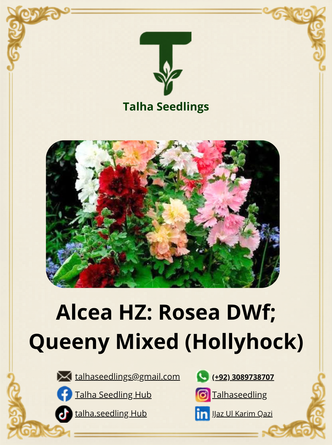 Premium Hollyhock Dwarf Queeny Mix Seeds - Alcea Rosea Flower Seeds
