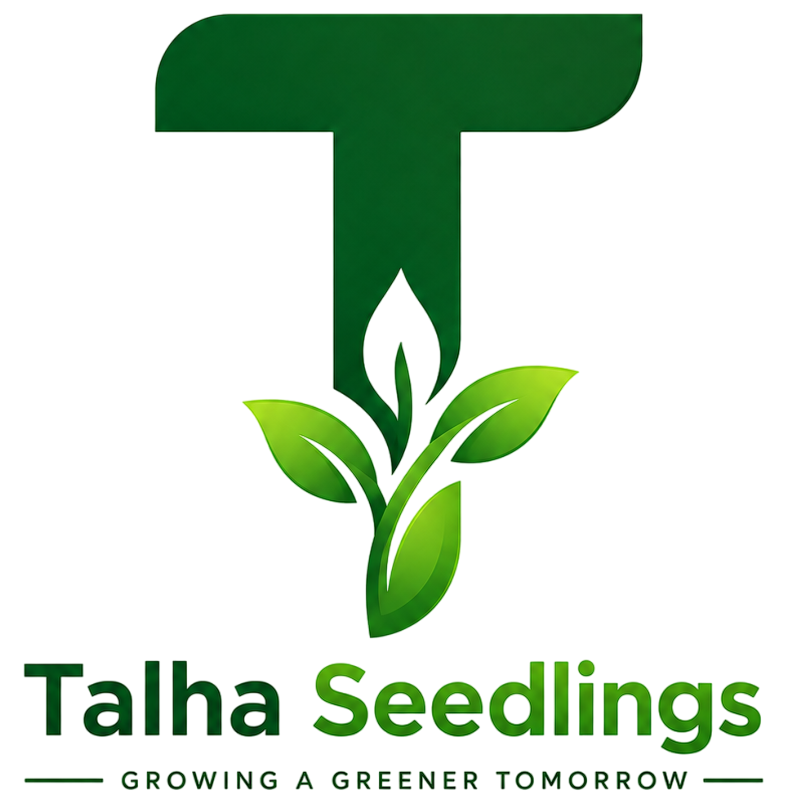 Talha Seedlings