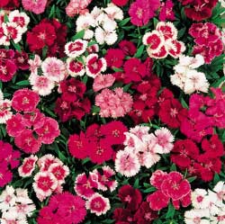 Dianthus Telstar Mix Seeds (10+ Seeds) - Premium Flower Seeds
