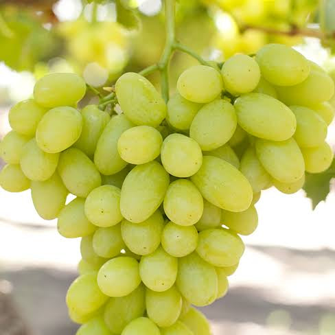 Bunch of green grapes hanging on a vine