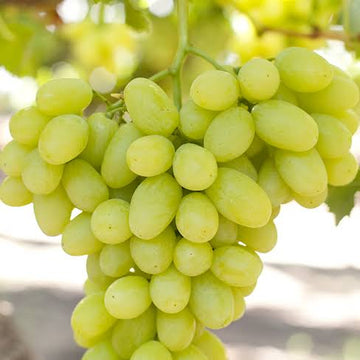 Bunch of green grapes hanging on a vine