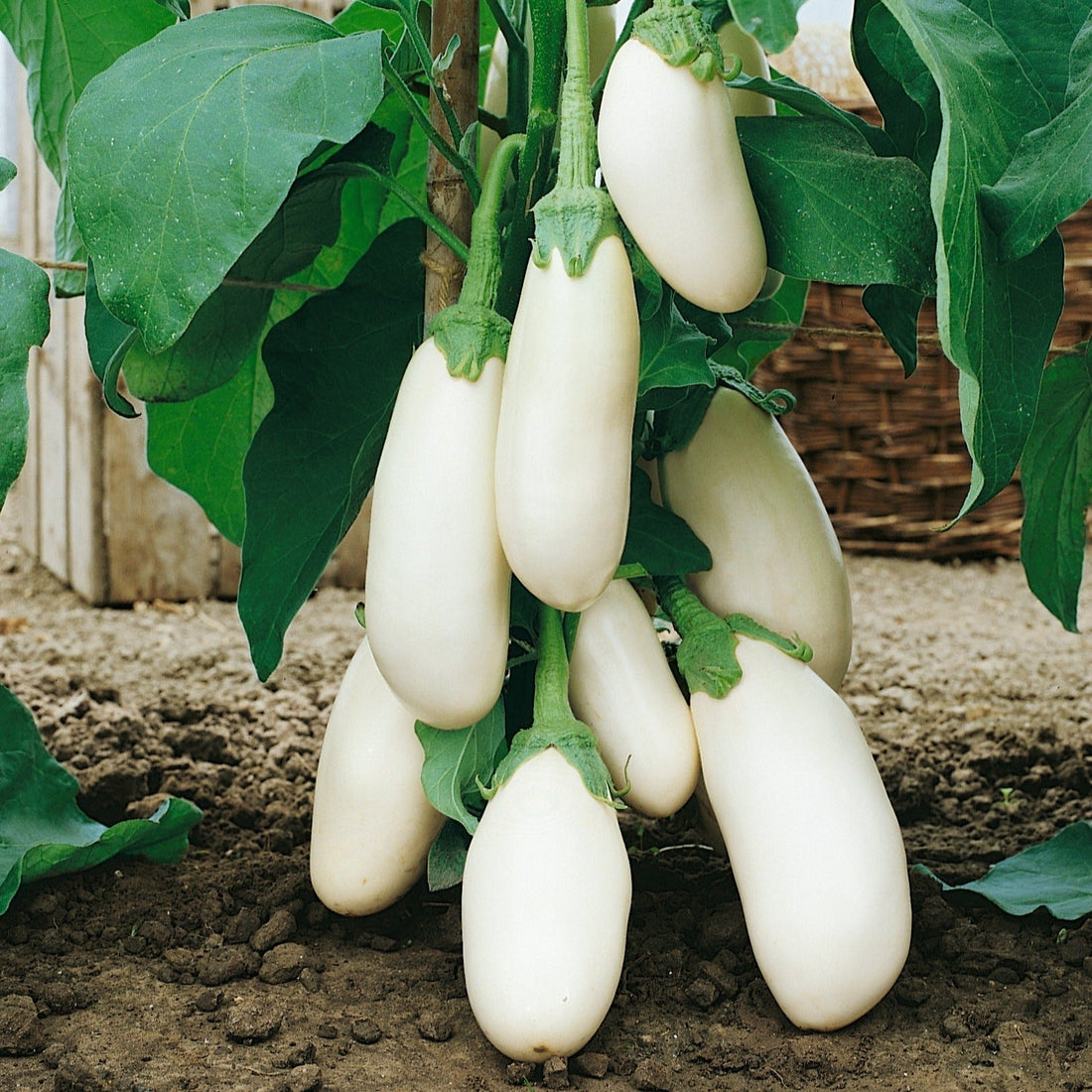 F1 Hybrid White Eggplant Bottle 20 Seeds