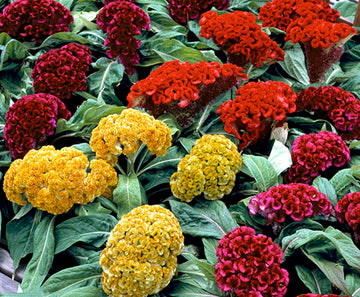 Celosia Armor Mix Seeds (8+ Seeds) - Premium Flower Seeds