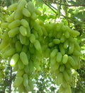 Grafted seedless Sundar Khani grapes live plant vine by Talha Seedlings nursery Pakistan