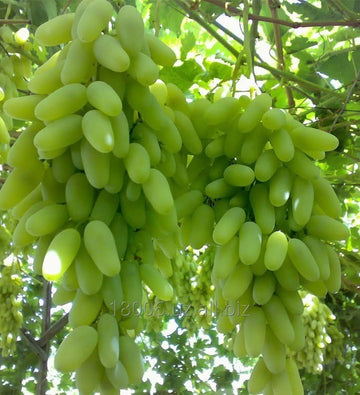 Grafted seedless Sundar Khani grapes live plant vine by Talha Seedlings nursery Pakistan