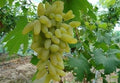 Bunch of yellow grapes hanging from a vine with green leaves in the background.