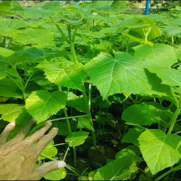Authentic Paulownia seedlings growing at Talha Seedlings nursery hub Rawalpindi Pakistan