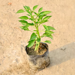 Small green plant in a pot on a sandy surface at Talha Seedlings.
