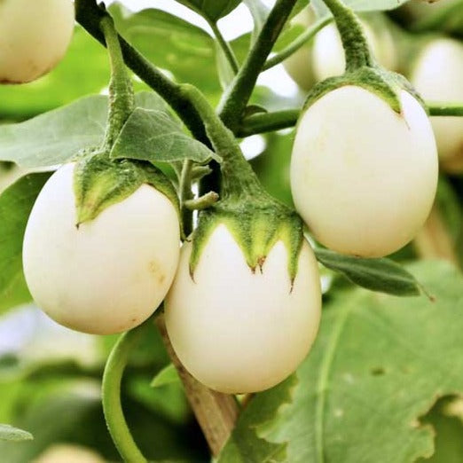 F1 Hybrid Eggplant Round 20 Seeds