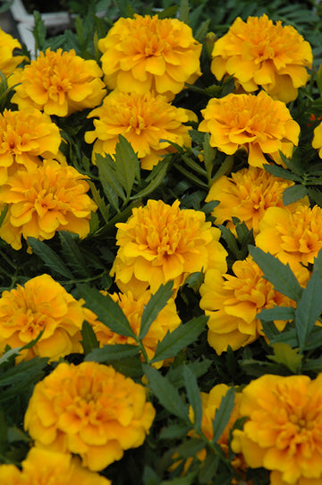 Marigold Bonanza Gold Seeds (16+ Seeds) - Premium Flower Seeds
