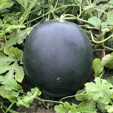 F1 Hybrid Round Watermelon 10 Seeds