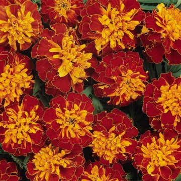 Marigold Bonanza Harmony Seeds (16+ Seeds) - Premium Flower Seeds