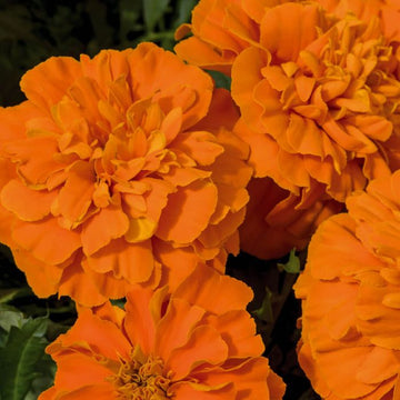 Marigold Super Hero Deep Orange Seeds (16+ Seeds) - Premium Flower Seeds