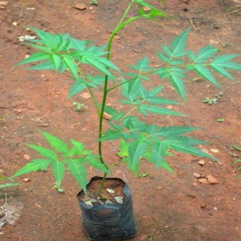 Premium Malabar Neem Melia Dubia live plant seedling in black nursery pot by Talha Seedlings Pakistan