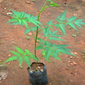 Premium Malabar Neem Melia Dubia live plant seedling in black nursery pot by Talha Seedlings Pakistan