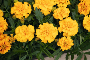 Marigold Super Hero Gold Seeds (16+ Seeds) - Premium Flower Seeds