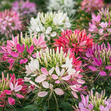 Cleome Color Fountain Mix Seeds (100+ Seeds) - Premium Flower Seeds