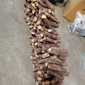 Paulownia roots at Talha Seedlings.