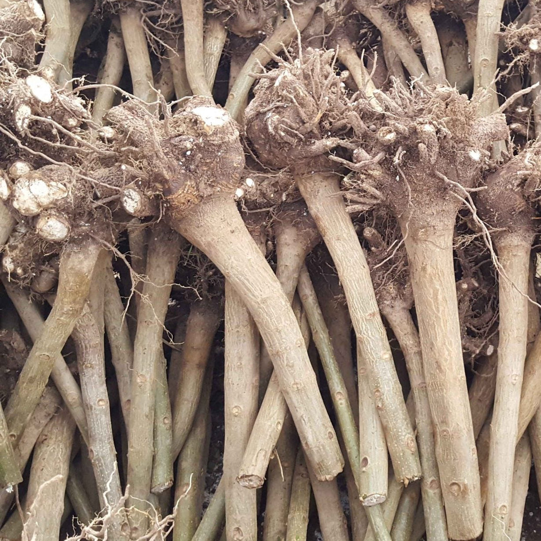 Close-up of garlic bulbs with visible roots, branded 'Paulownia Professional'.