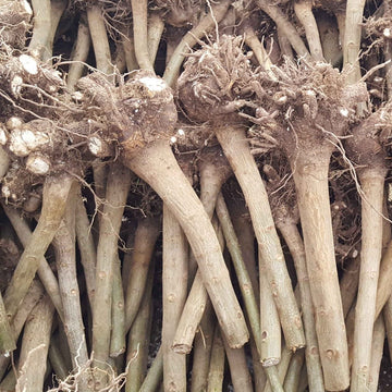 Close-up of garlic bulbs with visible roots, branded 'Paulownia Professional'.