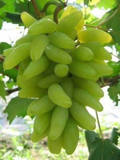 Bunch of green grapes hanging on a vine with leaves in the background