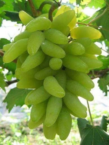 Bunch of green grapes hanging on a vine with leaves in the background