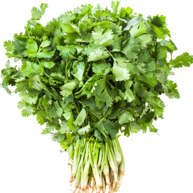 Coriander 500+ Seeds