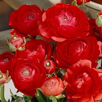 Ranunculus Sprinkle Red Seeds (10+ Seeds) - Premium Flower Seeds