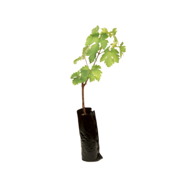 Grapes Plant