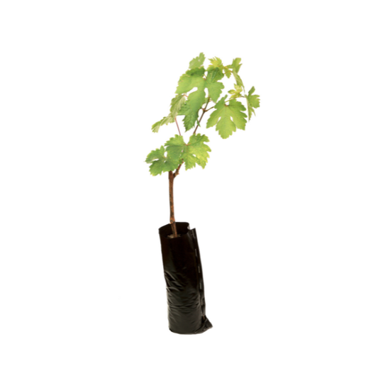 Grapes Plant