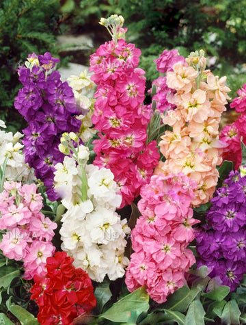 Stock Iron Mix Seeds - Fragrant Cut Flower Seeds