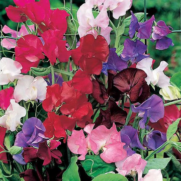 Sweet Pea Spencer Mix Seeds (8+ Seeds) - Fragrant Climbing Flower Seeds