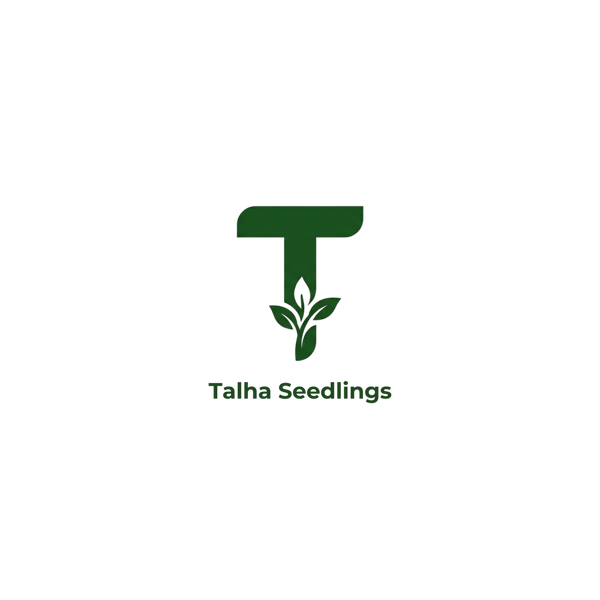 Logo for Talha Seedlings with a green letter 'T' and leaf design on a white background.