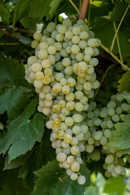 Bunch of green grapes on a vine with leaves