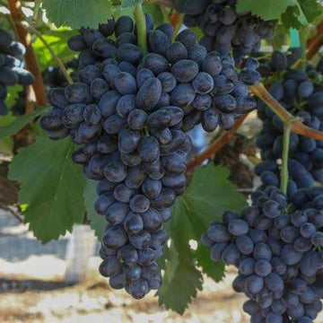 Large clusters of deep purple Black Magic table grapes hanging on a live fruiting vine with lush green leaves
