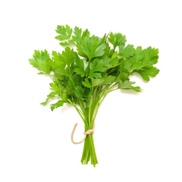 Coriander 500+ Seeds