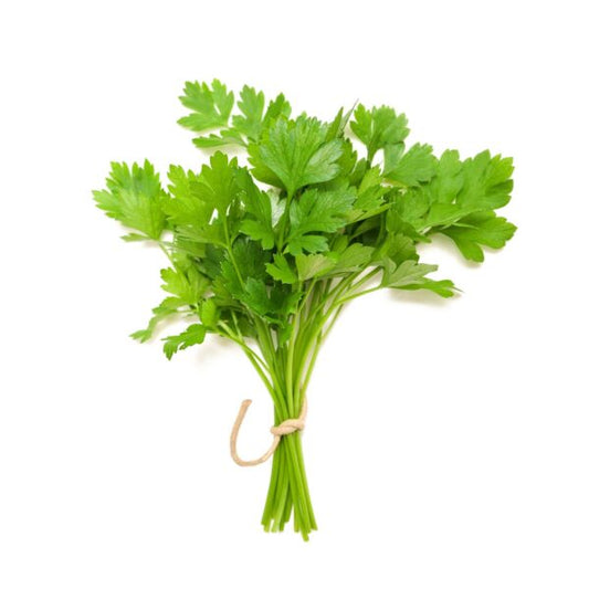 F1 Hybrid coriander 500+ Seeds