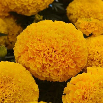 Marigold Inca Gold Seeds (16+ Seeds) - Premium Flower Seeds