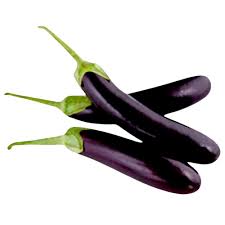 Live Long Brinjal Eggplant Plant Seedling